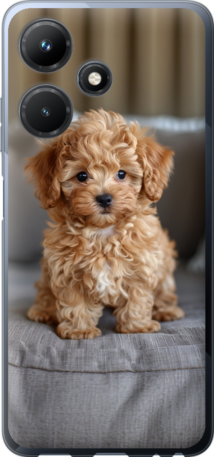 Mini-maltipoo