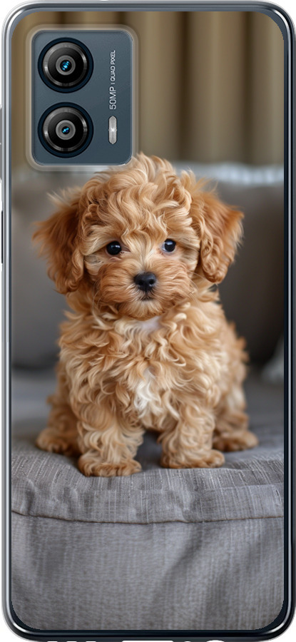 Mini-maltipoo
