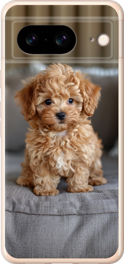 Mini-maltipoo