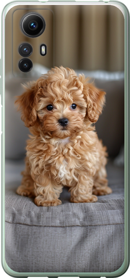 Mini-maltipoo