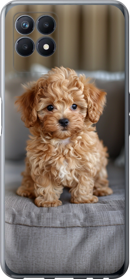 Mini-maltipoo