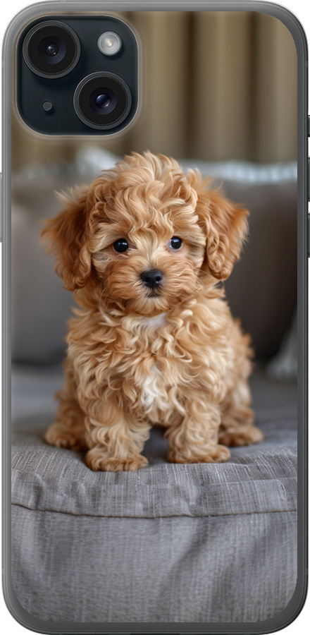 Mini-maltipoo