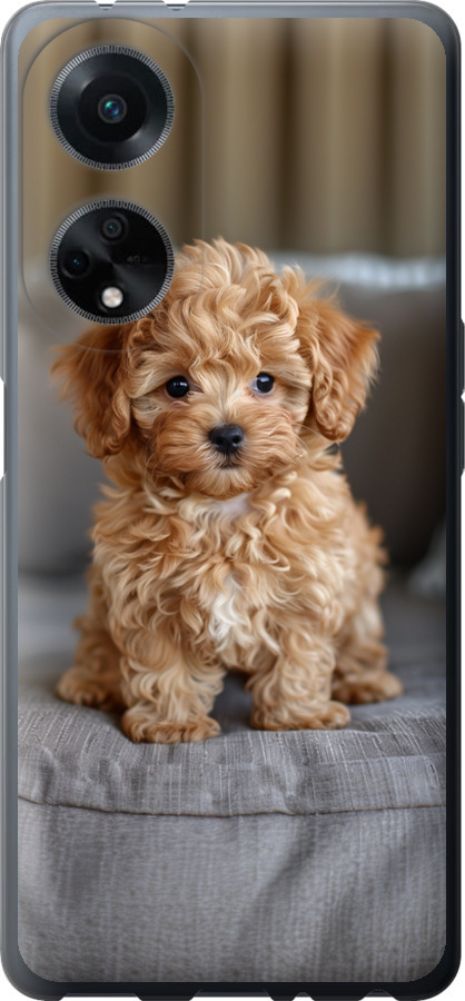 Mini-maltipoo