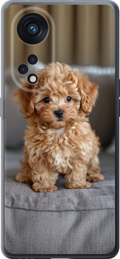 Mini-maltipoo