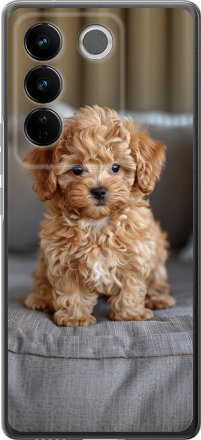 Mini-maltipoo