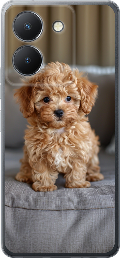 Mini-maltipoo