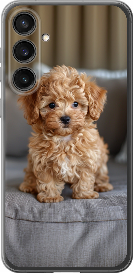 Mini-maltipoo