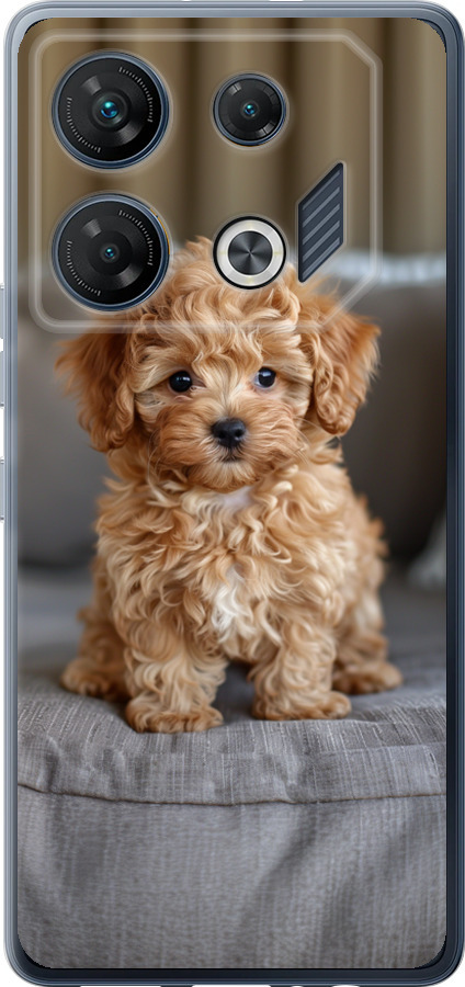 Mini-maltipoo