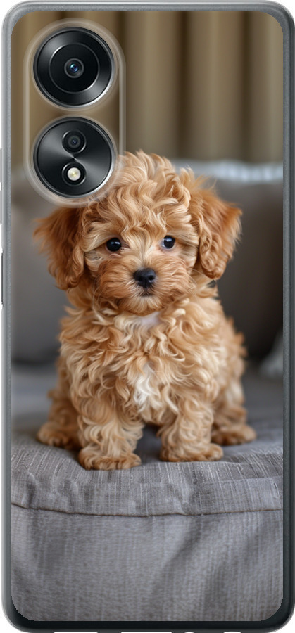 Mini-maltipoo