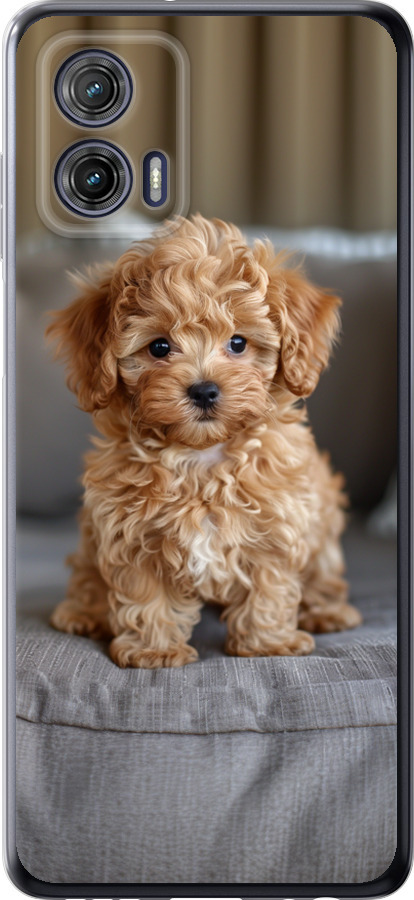 Mini-maltipoo