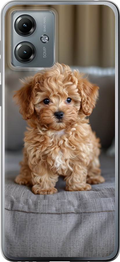 Mini-maltipoo