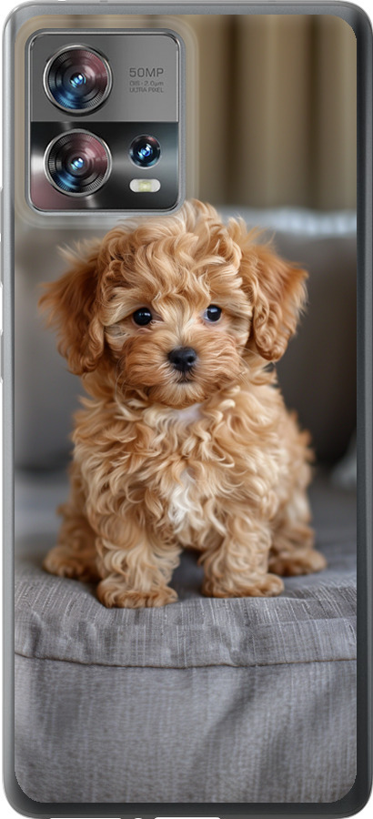 Mini-maltipoo