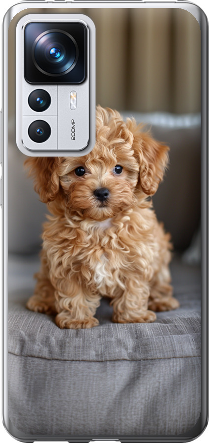 Mini-maltipoo