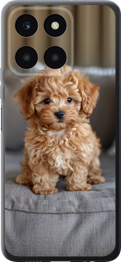 Mini-maltipoo