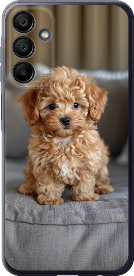 Mini-maltipoo