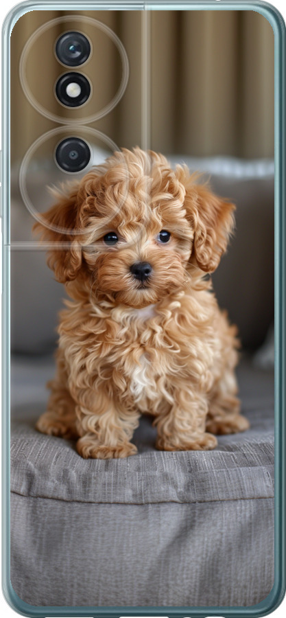 Mini-maltipoo