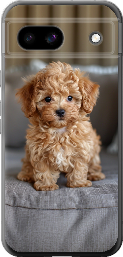 Mini-maltipoo