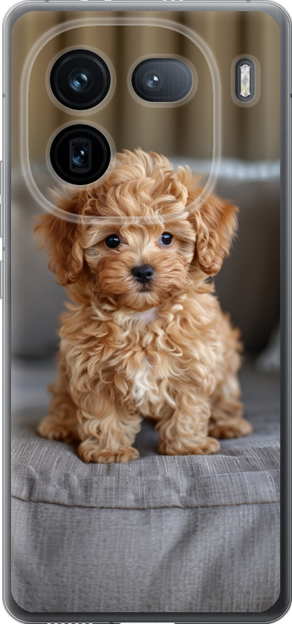 Mini-maltipoo