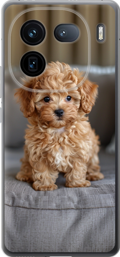 Mini-maltipoo