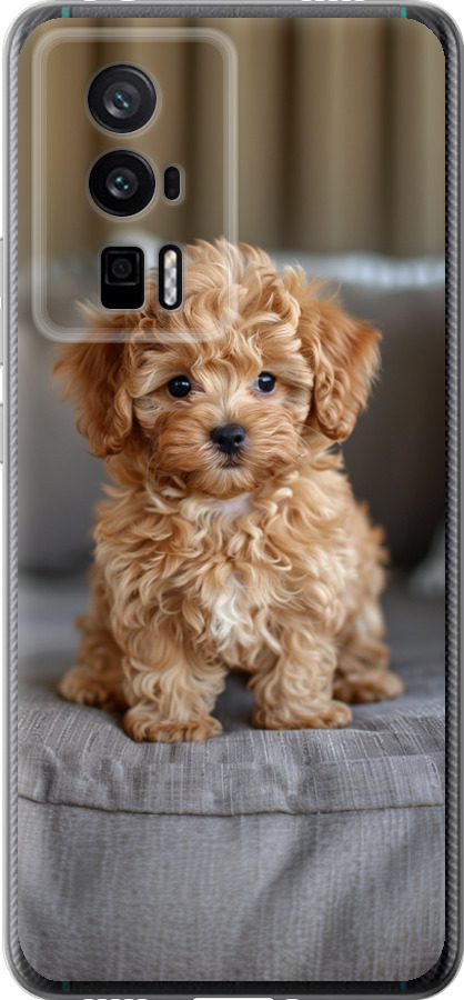 Mini-maltipoo