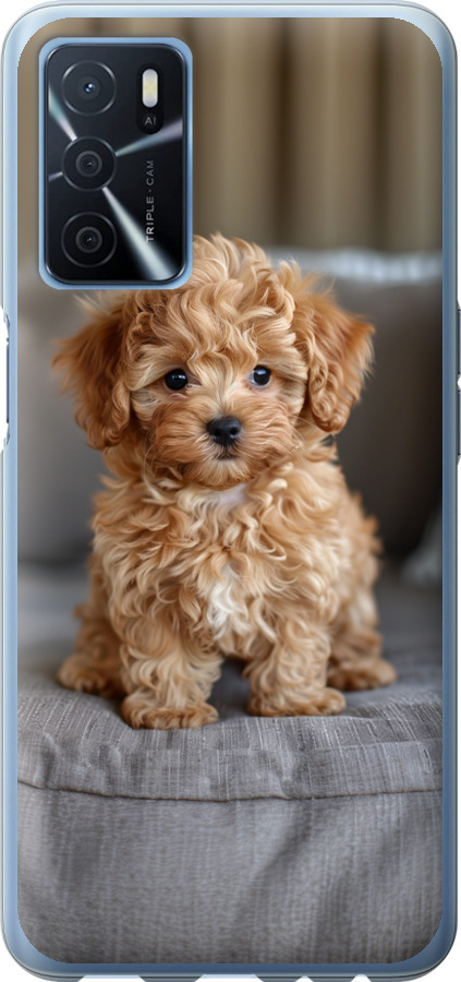 Mini-maltipoo