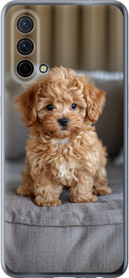 Mini-maltipoo