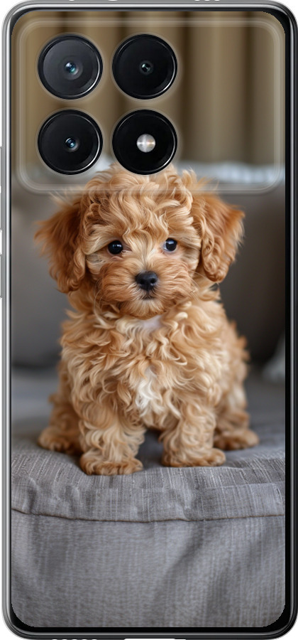 Mini-maltipoo