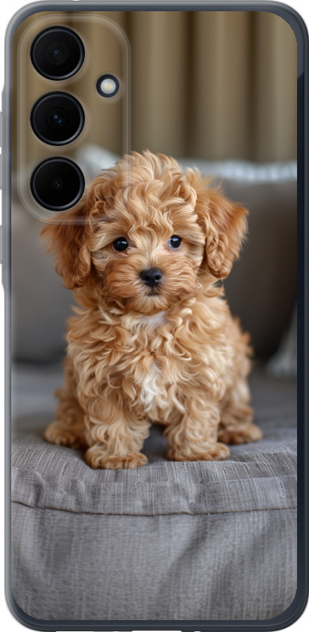 Mini-maltipoo