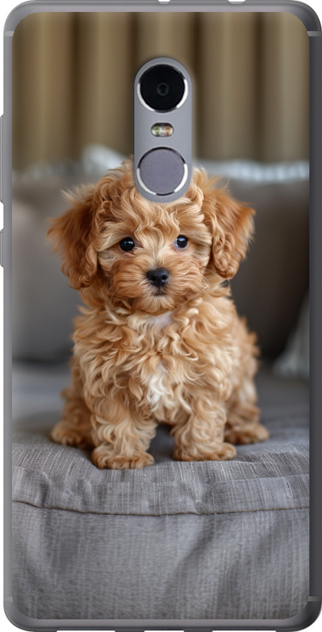 Mini-maltipoo