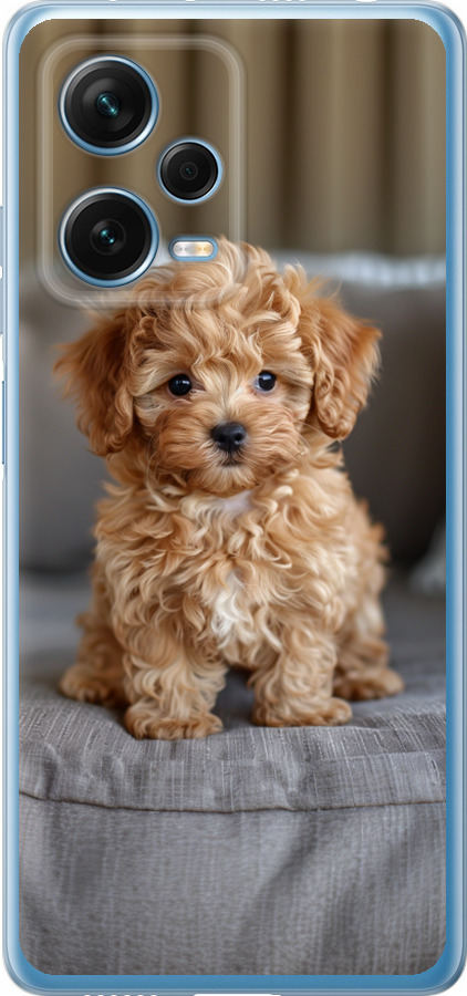 Mini-maltipoo