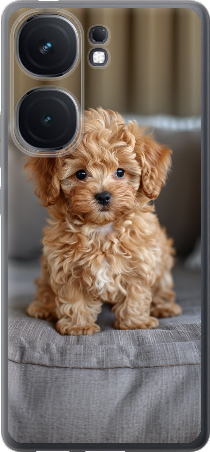 Mini-maltipoo