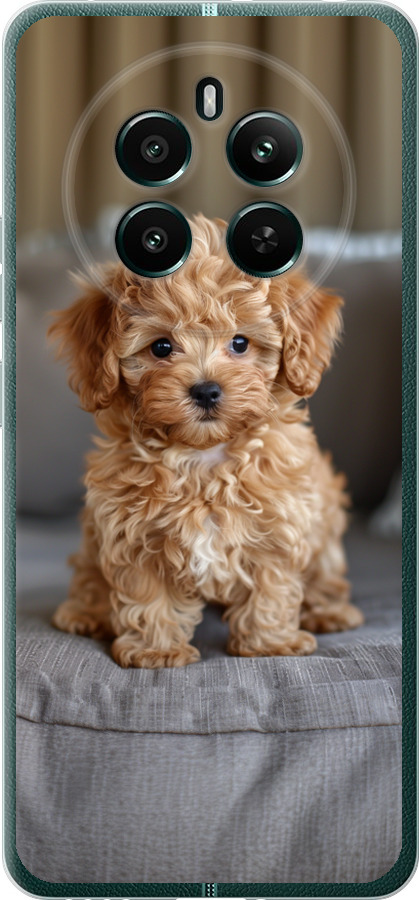 Mini-maltipoo
