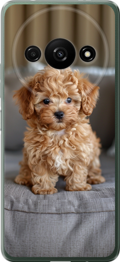 Mini-maltipoo