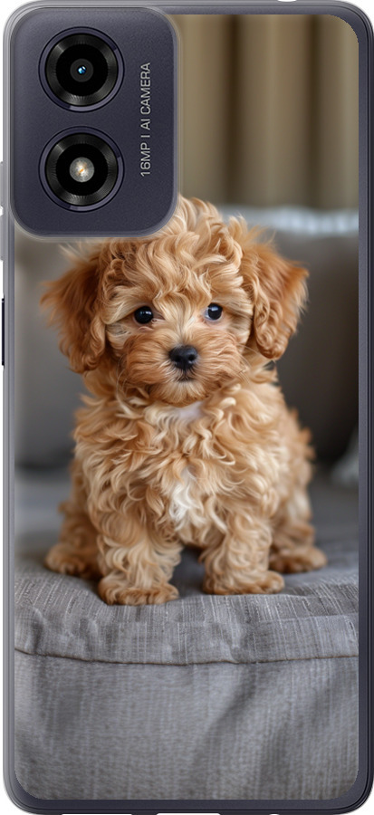 Mini-maltipoo