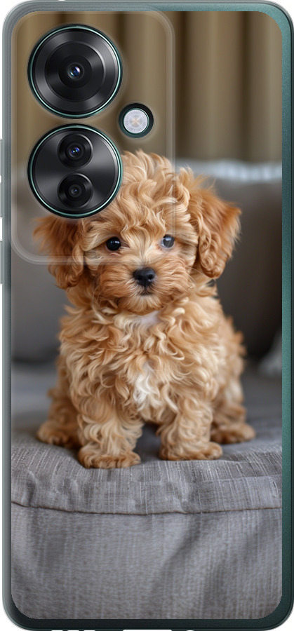 Mini-maltipoo