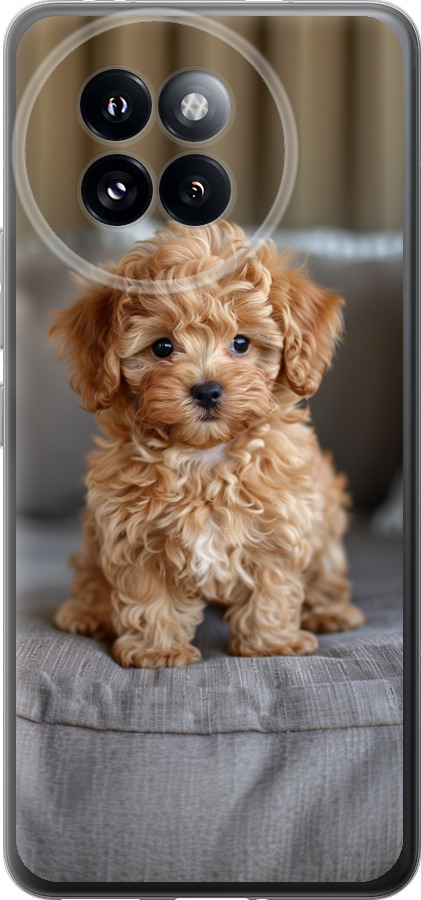 Mini-maltipoo