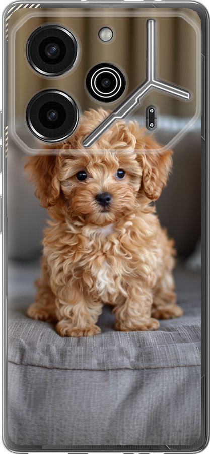Mini-maltipoo