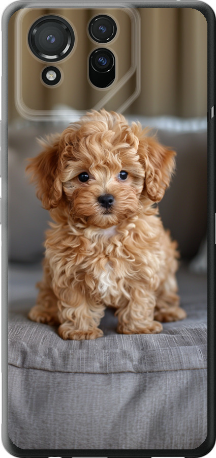 Mini-maltipoo