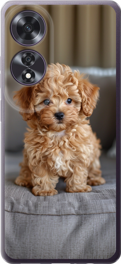 Mini-maltipoo