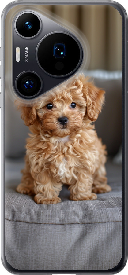 Mini-maltipoo