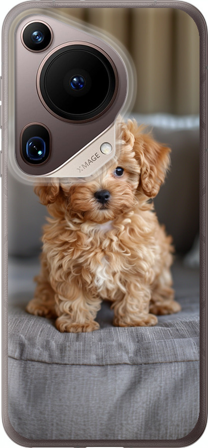 Mini-maltipoo