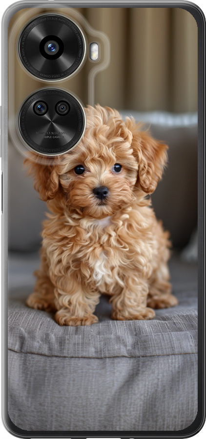 Mini-maltipoo