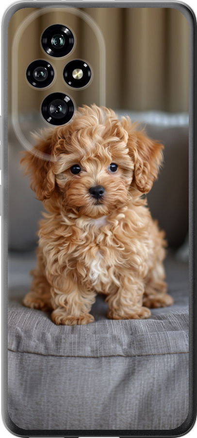 Mini-maltipoo