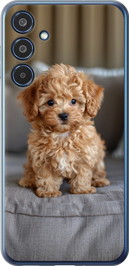 Mini-maltipoo