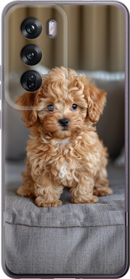 Mini-maltipoo