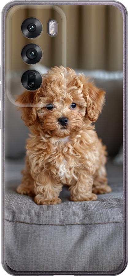Mini-maltipoo