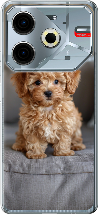 Mini-maltipoo