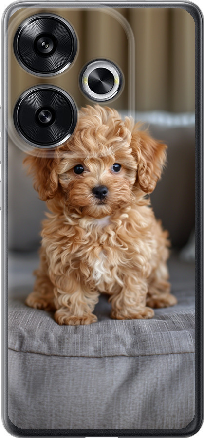 Mini-maltipoo