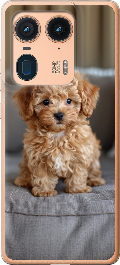 Mini-maltipoo