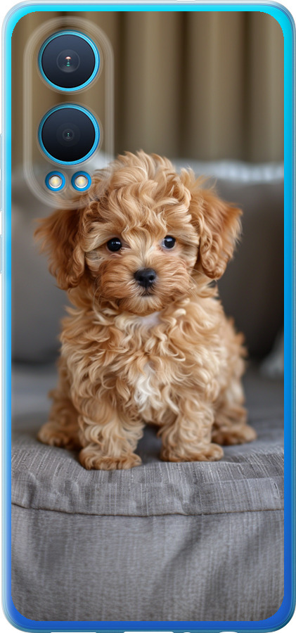 Mini-maltipoo